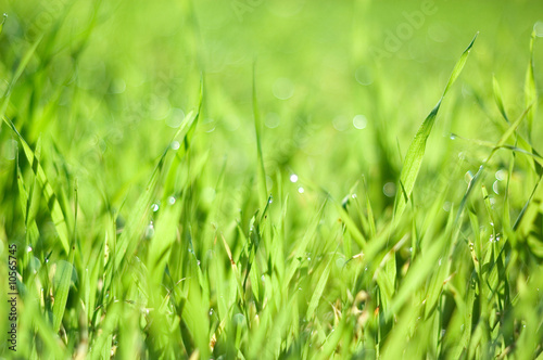 morning dew on the grass