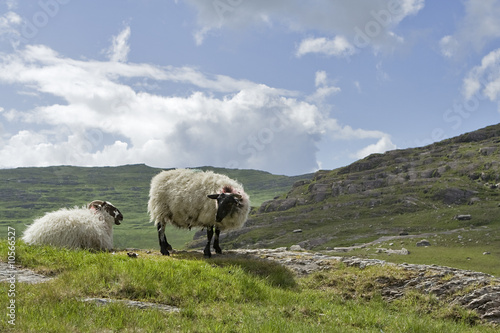 sheep from healy ireland