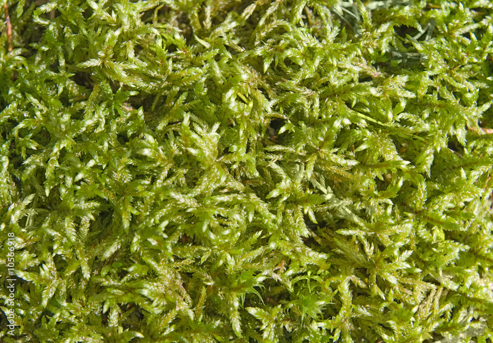 Close-up of sunlighted mossy ground for texture Close-up of sunlighted mossy ground for texture