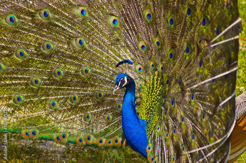 Obraz premium pavone