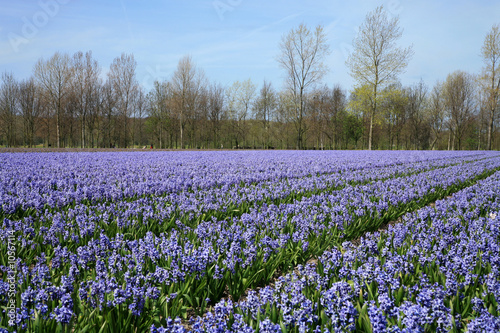 Wallpaper Mural Field full of hyacinths. Torontodigital.ca