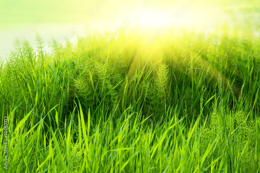 green gass and sunlight