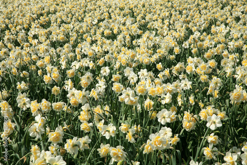Field of spring flowers.