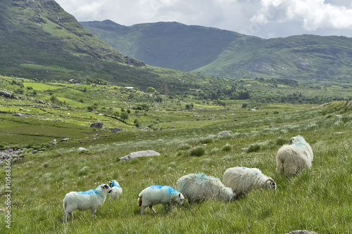 sheeps from healy pass photo