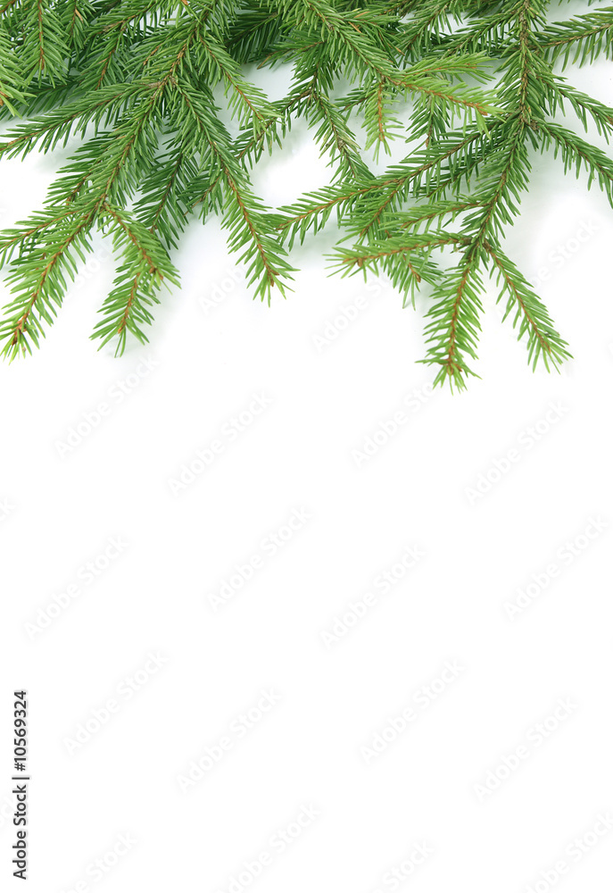 Background with green fresh branches of a fur-tree.