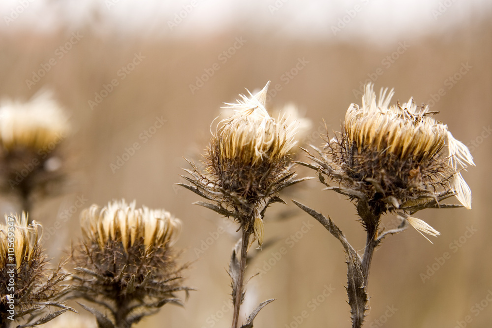 Obraz premium Autumn plants - sticker