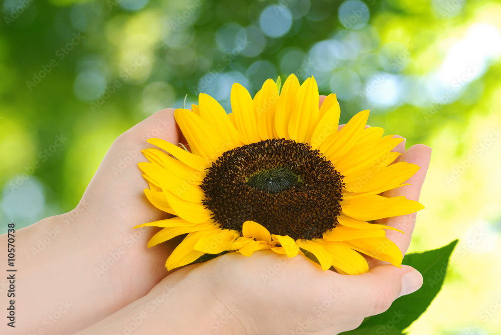 Fototapeta premium girasole