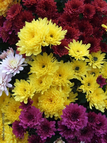 chrysanthèmes