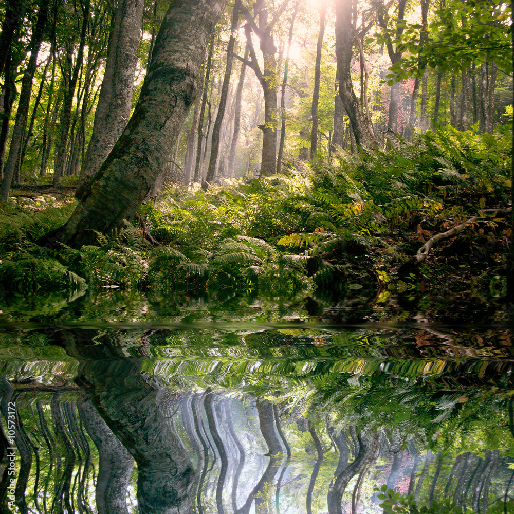 Naklejka premium morning in forest