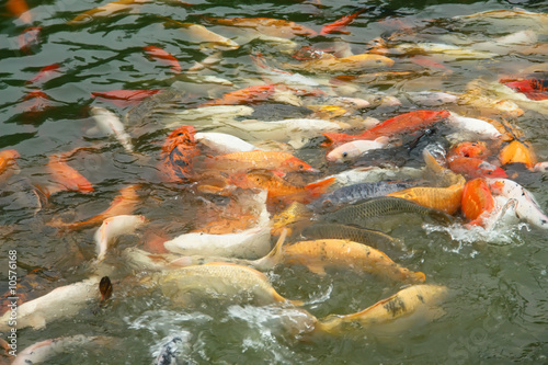 koi photo