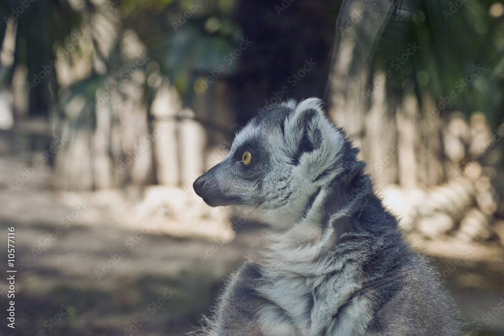 Fototapeta premium Lemure