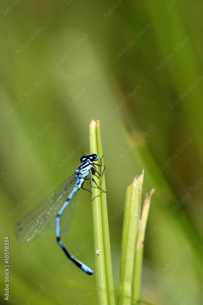 dragonfly dragonfly