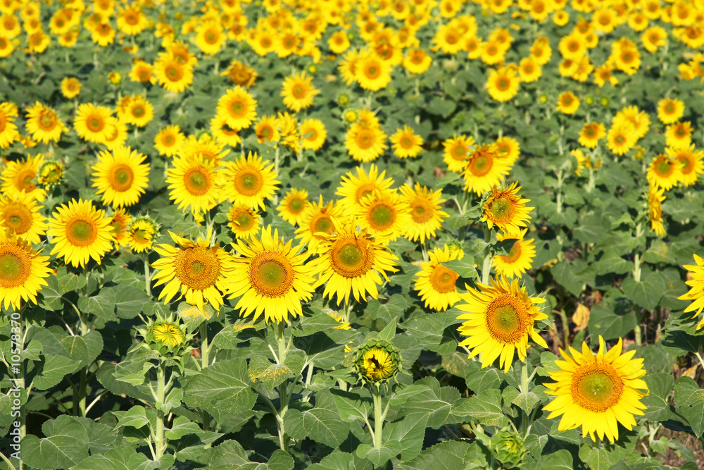 Sunflower field Sunflower field
