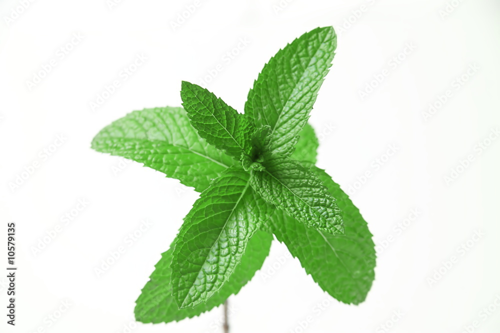 mint sprig mint sprig