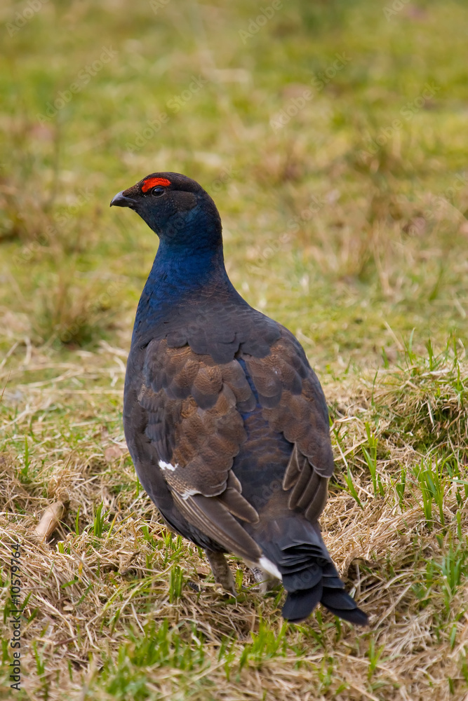 Black Grouse - Lyrurus tetrix