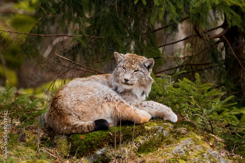 European Lynx © Ziga Camernik