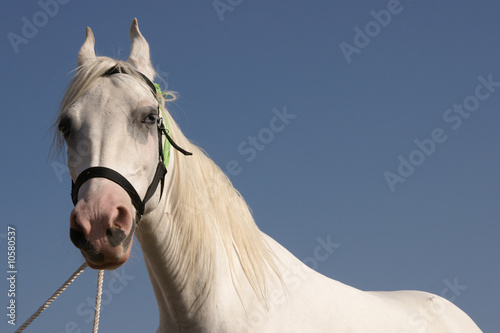 Bild auf Leinwand White Marwari Horse