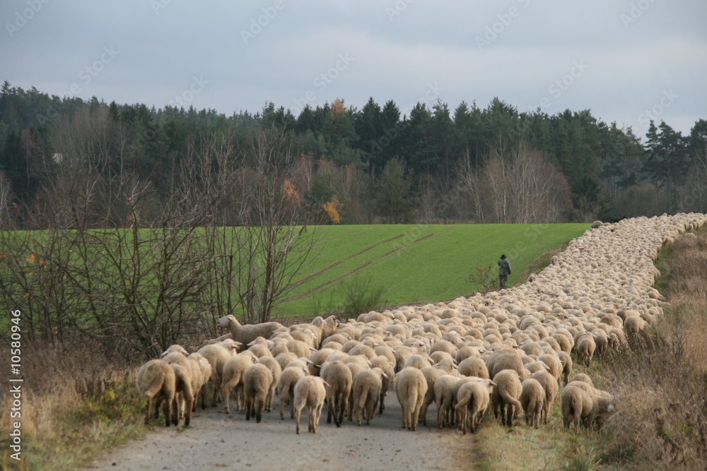 Obraz premium Schafherde