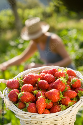 Cueillette des fraises photo