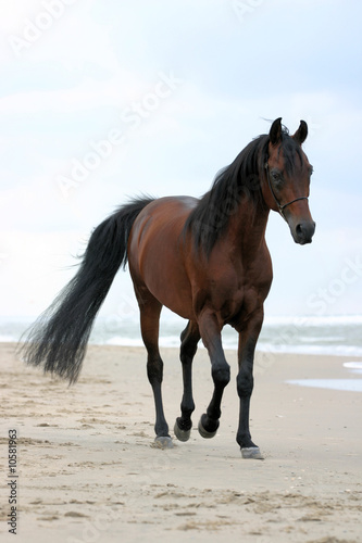 Arabian horse © E. Spek
