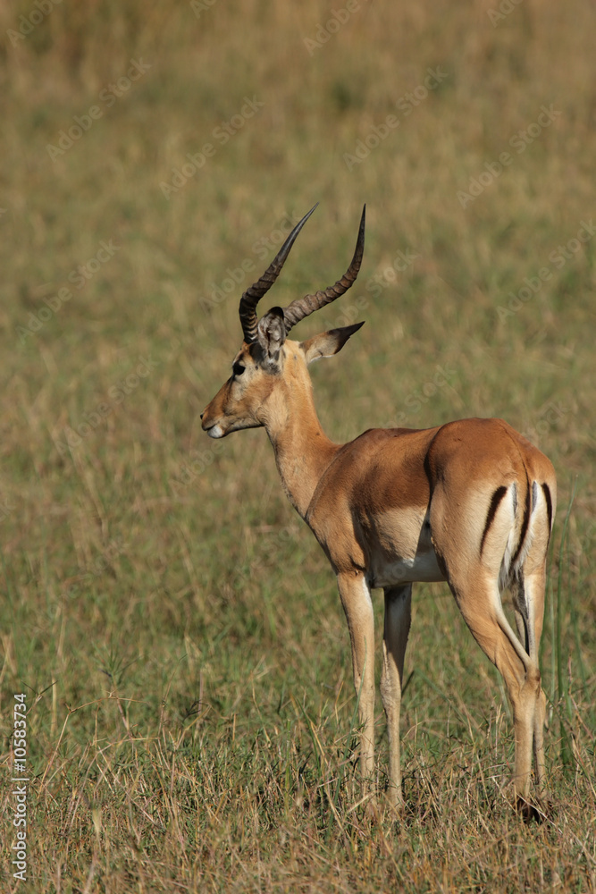 Impala (Aepyceros melampus) im Okavango Delta, Botswana Impala (Aepyceros melampus) im Okavango Delta, Botswana