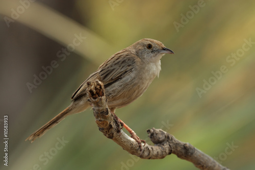 Steppenlerche (Mirafra africanoides) im Okavango Delta, Botswana