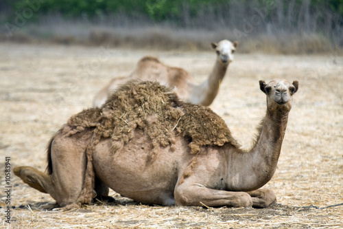 Camel on the field