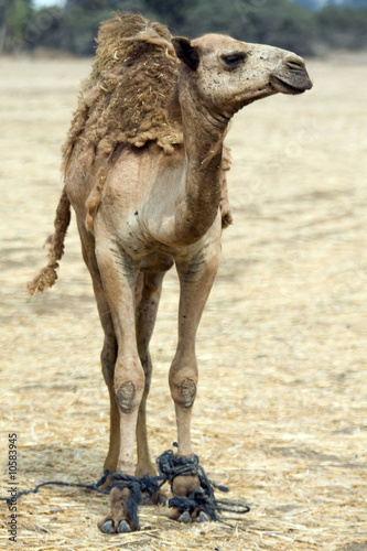 Camel on the field
