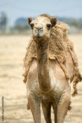 Camel on the field