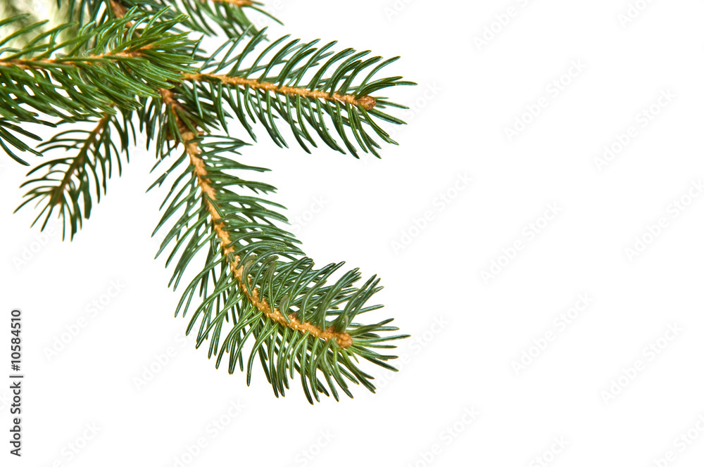Pine fur tree branch Pine fur tree branch