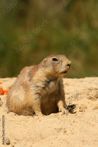 Animals: Prairie dog © Henk Bentlage