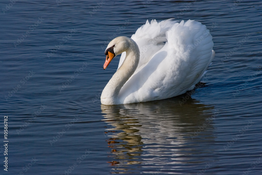 Fototapeta premium Swan