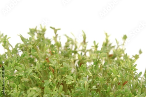 Fresh, healthy green crees over white background.