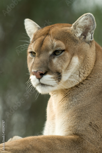 Close-up portrait of captive cougar / puma / mountain lion