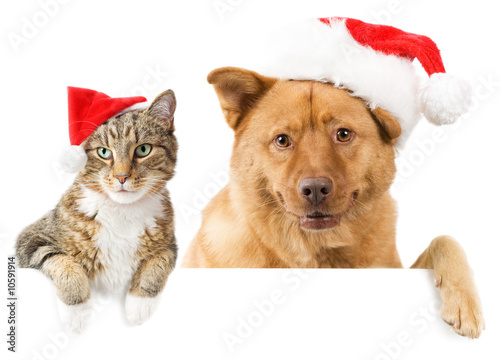Cat and Dog banner for the holidays © Michael Pettigrew