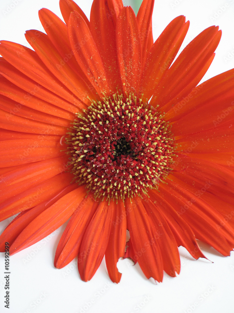 orange daisy close-up