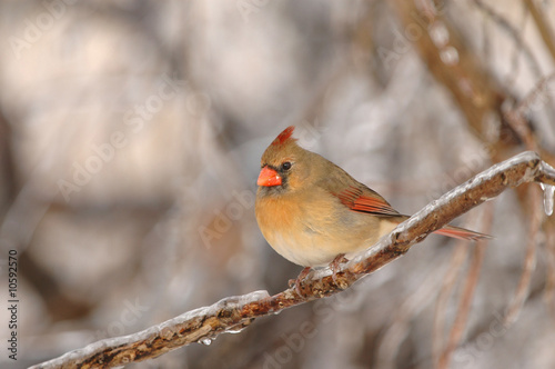 Female Cardinal © Rusty Dodson