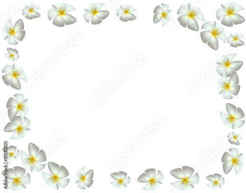 cadre avec des fleurs blanches de frangipanier © Unclesam