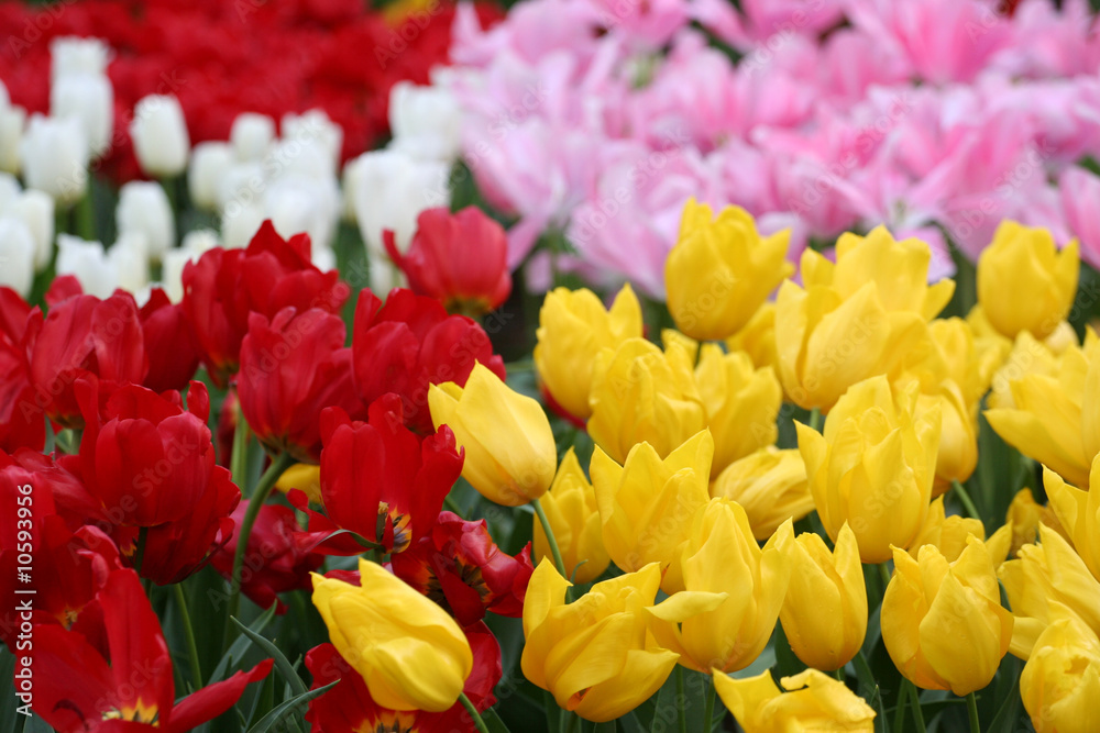 Tulips from Amsterdam Tulips from Amsterdam