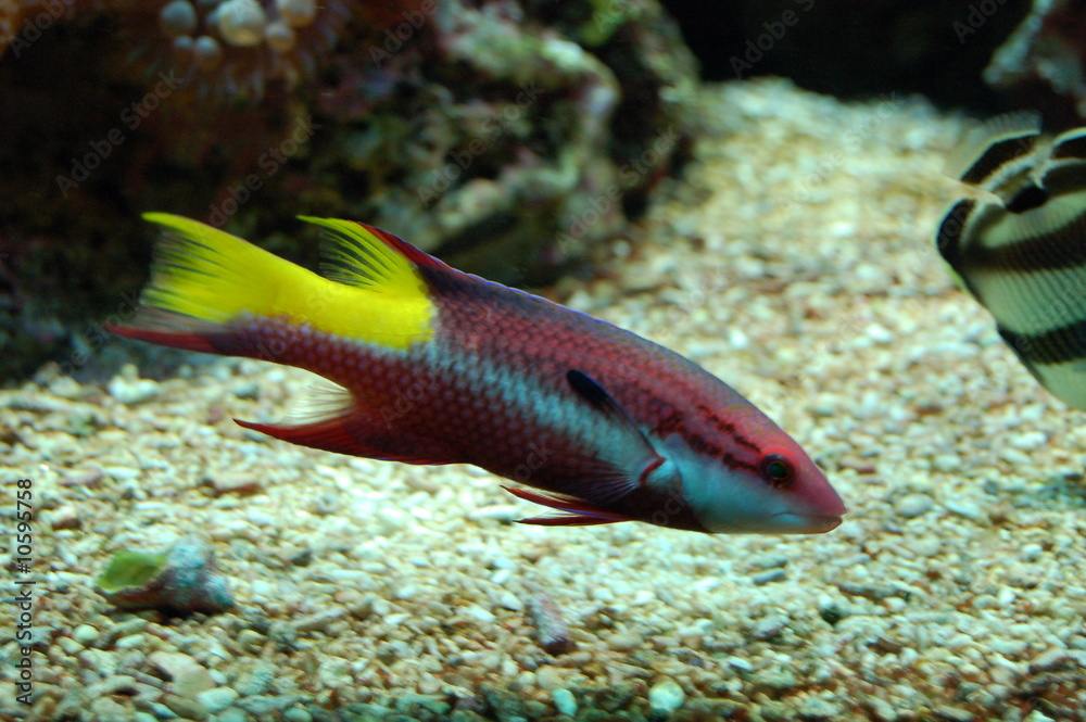 Obraz premium poisson tropical