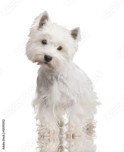West Highland White Terrier (3 years)