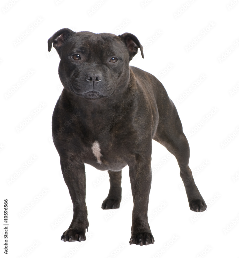 Staffordshire Bull Terrier ()