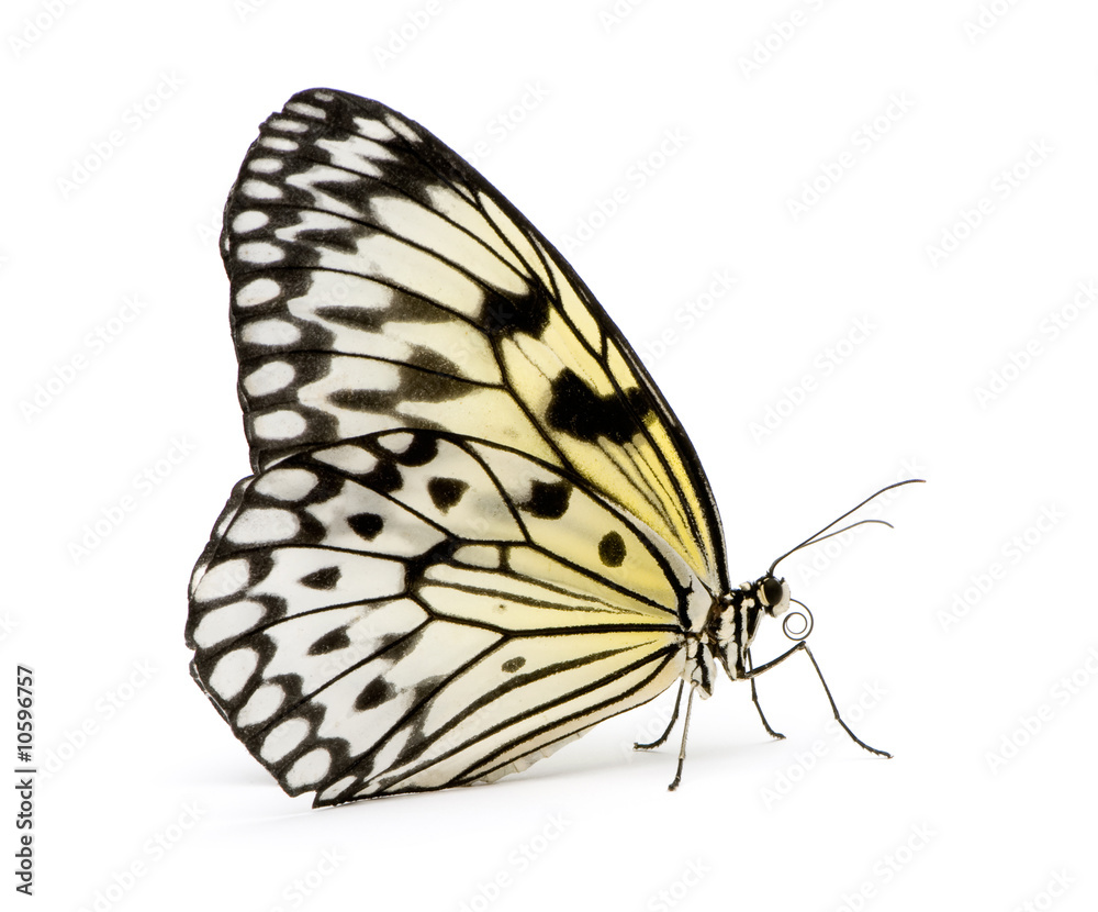 Fototapeta premium Idea leuconoe butterfly