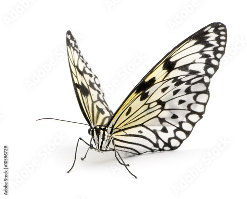 Idea leuconoe butterfly