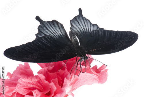 Papilio rumanzovia (male) butterfly photo