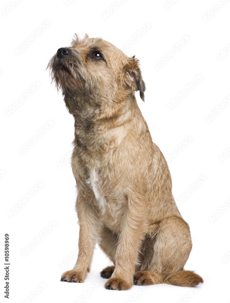 Border terrier Border terrier