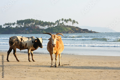 Cows at the beach