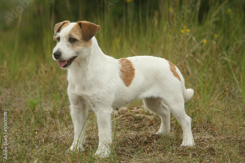 Bild auf Leinwand chiot jack russell terrier de profil et attentif