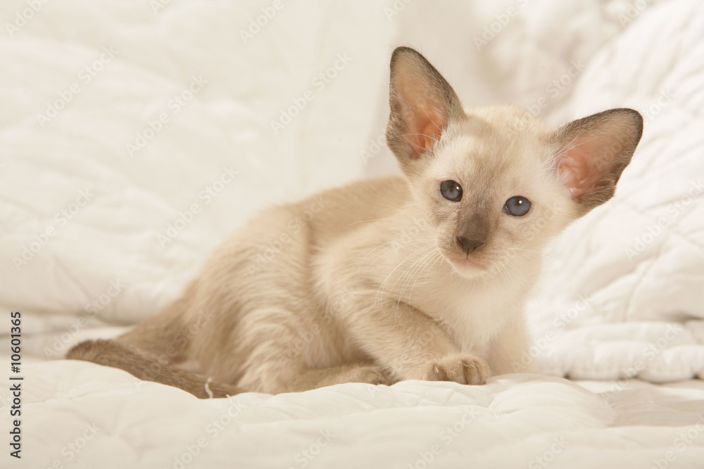 chaton siamois se prélassant sur un lit douillet