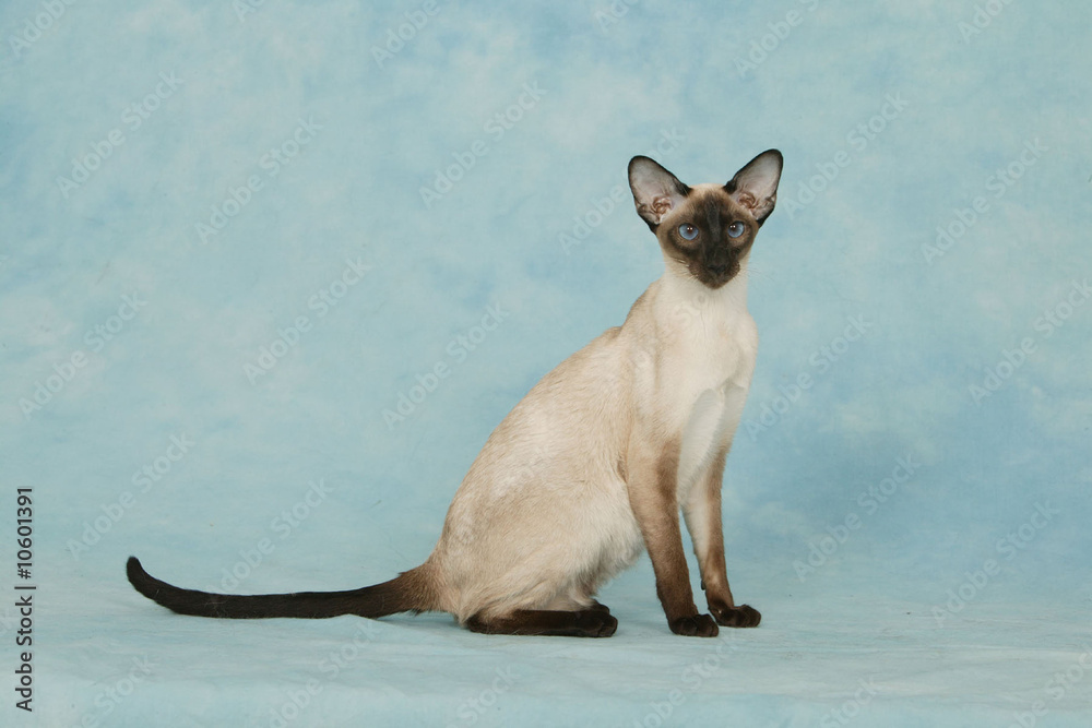 Chat Siamois Assis De Profil Etrange Et Inquietant Stock Photo Adobe Stock